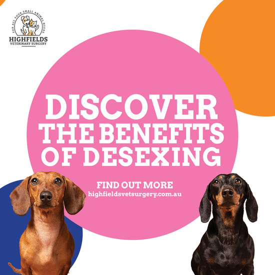 Benefits of Desexing Your Dog